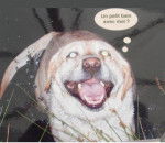 LABRADOR Nickie - Labrador Retriever