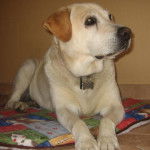 LABRADOR Nickie - Labrador Retriever