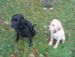 Back et Willow, Labradors - Labrador Retriever