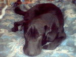 croisé sharpeï/labrador: charles - Labrador Retriever