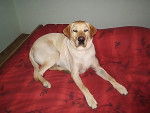 Arthus Labrador sable - Labrador Retriever