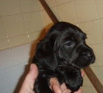 LOLA, Labrador - Labrador Retriever