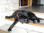 LABRADOR UNZO - Labrador Retriever