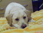 alice pense (labrador) - Labrador Retriever