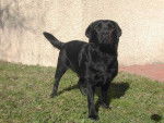 Willow, Labrador - Labrador Retriever