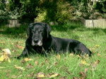 Labrador BLACK - Labrador Retriever