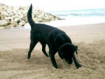 LABRADOR BLACK - Labrador Retriever