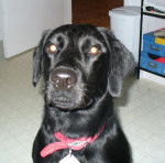 Race : Labrador. Nom:Kenya! - Labrador Retriever