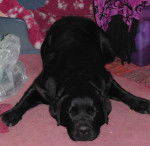 Willow, Labrador - Labrador Retriever