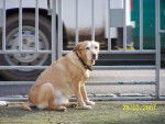 olgane croisee labrador - Labrador Retriever