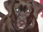Ficelle - Labrador Retriever (4 mois)