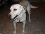 Labrador Phoebus - Labrador Retriever