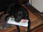 Labrador robe noire - Labrador Retriever