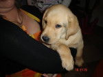 labrador, custer, 2mois - Labrador Retriever