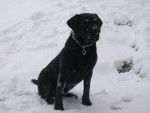 labrador-BANDIT - Labrador Retriever