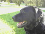 Labrador :Belle - Labrador Retriever