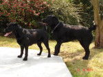 Labrador Unzo et Willow - Labrador Retriever