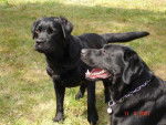 Labradors Willow et Unzo - Labrador Retriever
