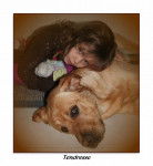 Athos LABRADOR - Labrador Retriever