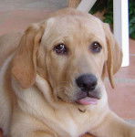 Labrador. Aria - Labrador Retriever