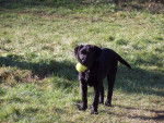 LOLA, Labrador. Sur la photo, elle a 5 mois... - Labrador Retriever (5 mois)