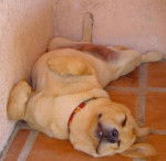 Aria, Labrador - Labrador Retriever