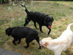 Les Labradors de VLC - Labrador Retriever