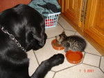 Labrador Unzo et Chaton Charlie - Labrador Retriever