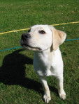 Canelle, Labrador - Labrador Retriever