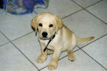 LABRADOR NESS - Labrador Retriever