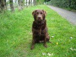 Baya Labrador Chocolat - Labrador Retriever
