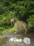 Nina! labrador - Labrador Retriever
