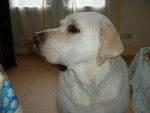TOM, labrador - Labrador Retriever