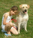 BACK labrador - Labrador Retriever