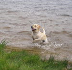BACK labrador - Labrador Retriever
