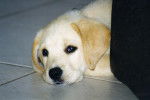 Labrador NESS - Labrador Retriever