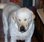 SAVA 6ans labrador - Labrador Retriever