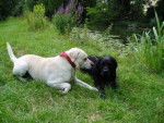 Labrador Willow & Phoebus - Labrador Retriever