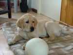 BOUBA, labrador - Labrador Retriever