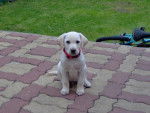 charlie -Labrador - Labrador Retriever
