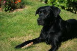 Labrador - Labrador Retriever