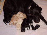 Labrador, Vanille et ses BB - Labrador Retriever