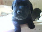 chiot labrador de 3 semaines 1/2 - Labrador Retriever