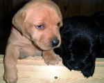 labrador de 1 mois - Labrador Retriever (1 mois)