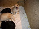 Labrador BB Vanille - Labrador Retriever