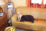 labrador et rott - Labrador Retriever