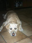 Labrador Sarah - Labrador Retriever