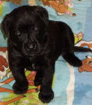 Labrador - Labrador Retriever