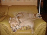 labrador, orsane 9ans et chynook 3mois et demi - Labrador Retriever