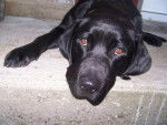 labrador vicky 3ans - Labrador Retriever